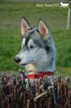 Kora