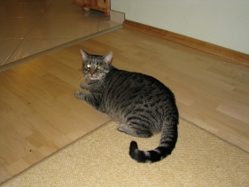 Miszka
