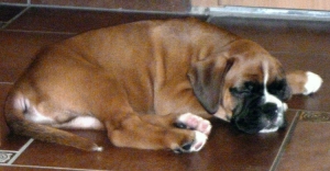 Tayson