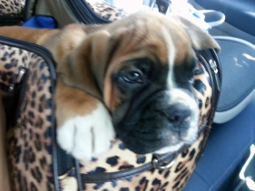Tayson