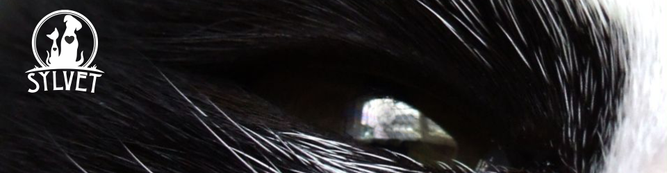 Gabinet Weterynaryjny