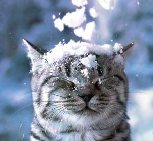 snowkot