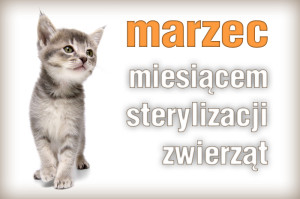 sterylizacja_kot